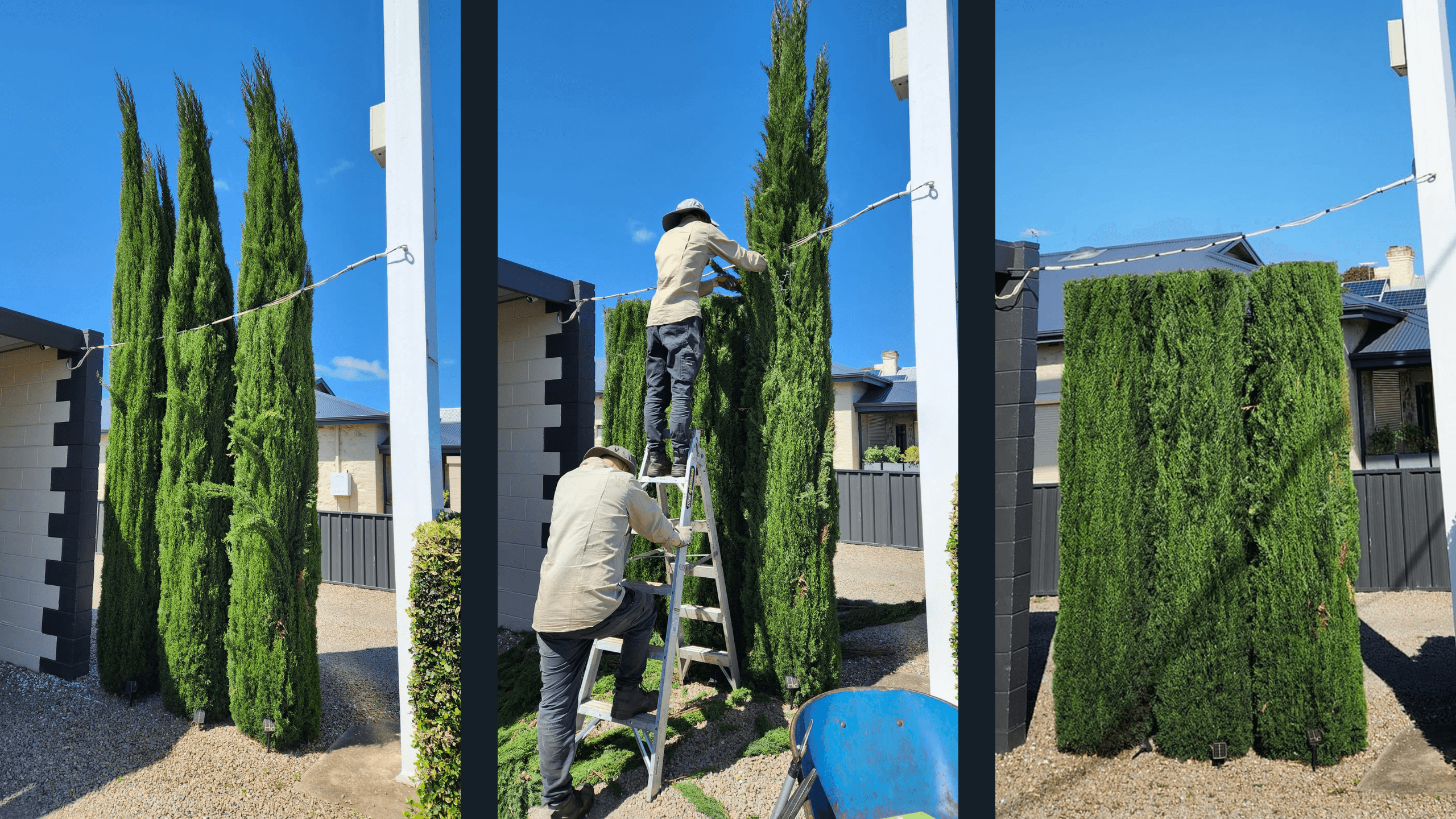 Three-panel collage showing hedge trimming progress: overgrown hedge before trimming, mid-trim, and neatly shaped hedge after in Tailem Bend